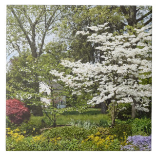 Carreau Bois de chien en fleurs