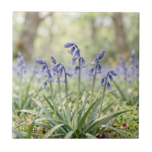 Carreau Bois de Jacinthe Violette Serein en Fleur