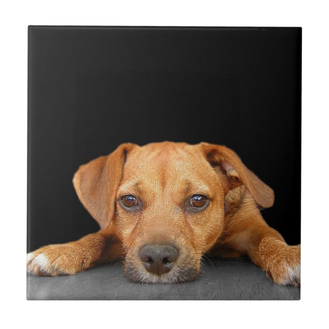 Carreau Bon chien (Devant)