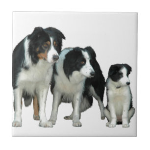 Carreau Border Collie Dogs