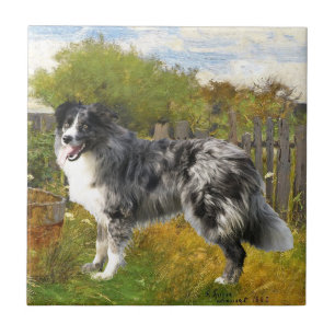 Carreau Border Collie sur la ferme
