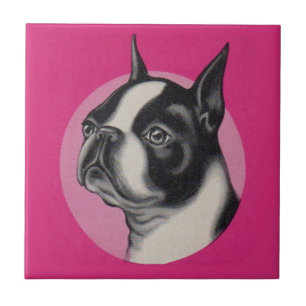 Carreau Boston terrier