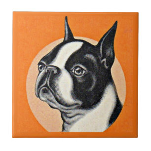Carreau Boston terrier