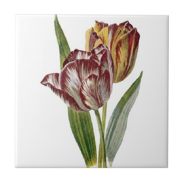 Carreau Botanique vintage - tulipes, (Devant)