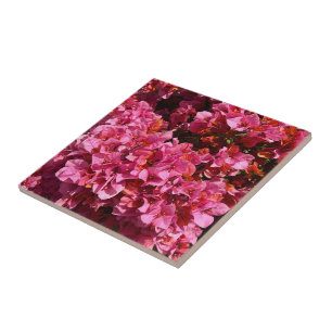 Carreau Bougainvillée Rose Arbuste Grimpant Tropical Photo