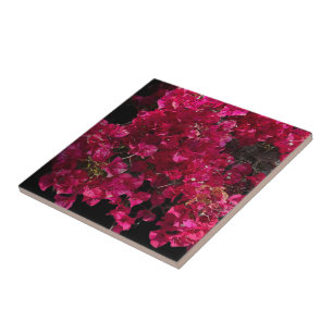 Carreau Bougainvillée Rouge Arbuste Grimpant Tropical Phot