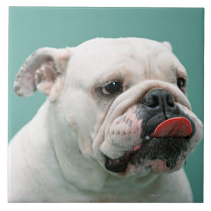 Carreau Bouledogue