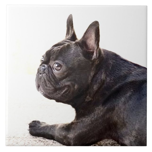 Carreau Bouledogue français (Devant)