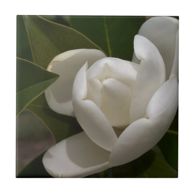 Carreau bourgeon de fleur de magnolia du sud blanc (Devant)