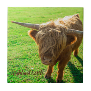 Carreau bovin de Highland bovin pour animal et amoureux de