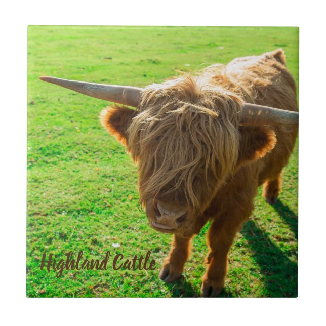 Carreau bovin de Highland bovin pour animal et amoureux de (Devant)