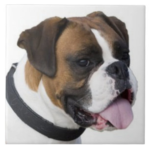 Carreau BOXER CHIEN, Amour des animaux, meilleur ami KEEPS