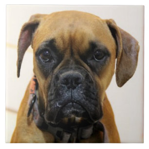 Carreau BOXER DOG 2, Amour des animaux, meilleur ami KEEPS