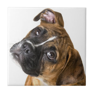 Carreau Boxer dog decorative tile
