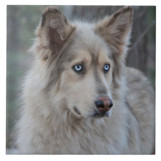 Carreau Bozworth le Malamutt