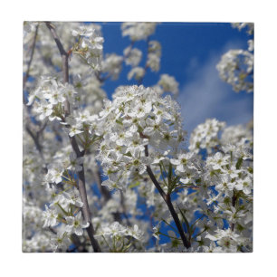 Carreau Bradford Pear Blooms