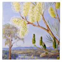 Branche d'une Grevillea et vue sur la rivière Swan