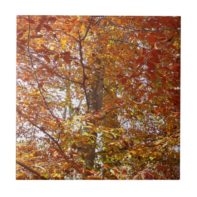 Carreau Branches de la nature d'automne Feuille orange (Devant)