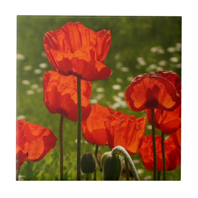 Carreau Bright Poppies Close Up Photo (Devant)