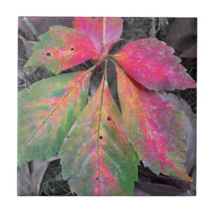 Carreau Brillant parmi le gris - feuille d'automne