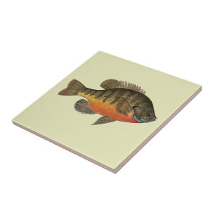 Carreau Brise de Bluegill