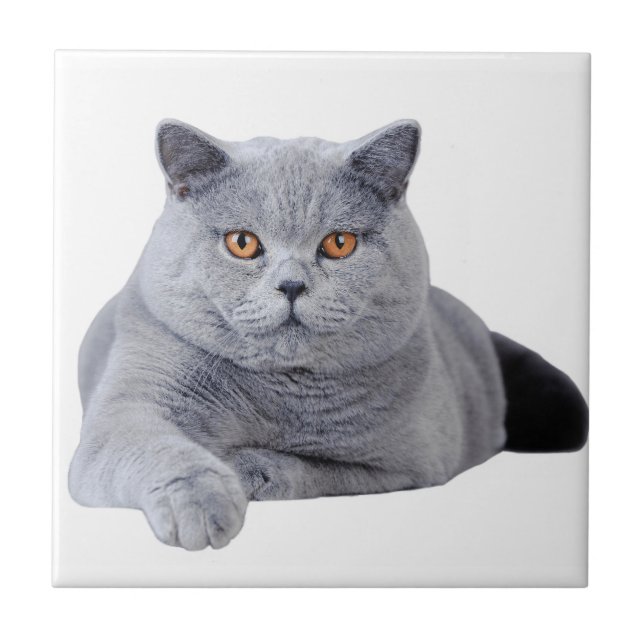 Carreau British shorthair (Devant)