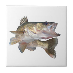 Carreau Brochets vairons de pêche