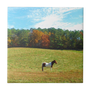 Carreau Brown & cheval blanc, arbres d'automne, ciel bleu