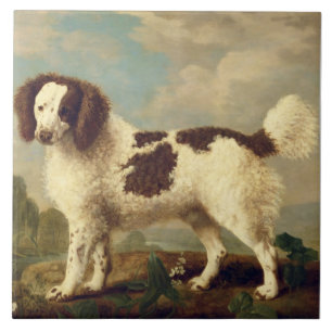 Carreau Brown et blanc Norfolk ou Water Spaniel, 1778 (oi