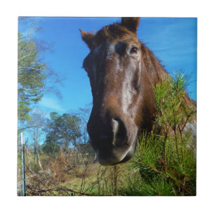 Carreau Brown et crème Couleur Cheval bleu ciel