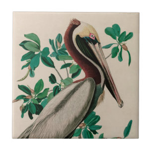 Carreau Brown Pelican Birds of America Audubon Imprimer