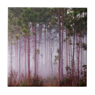 Carreau Brume parmi les pins au lever du soleil, Everglade
