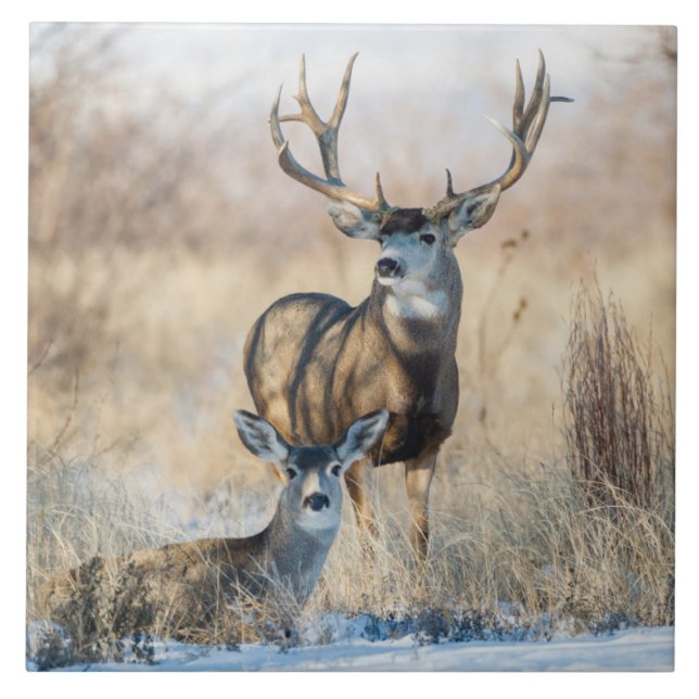 Carreau Buck Couple | Mule Deer (Devant)