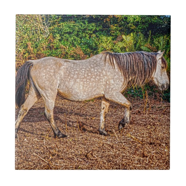 Carreau Bucskin Nouvelle Forêt Pony Faune (Devant)
