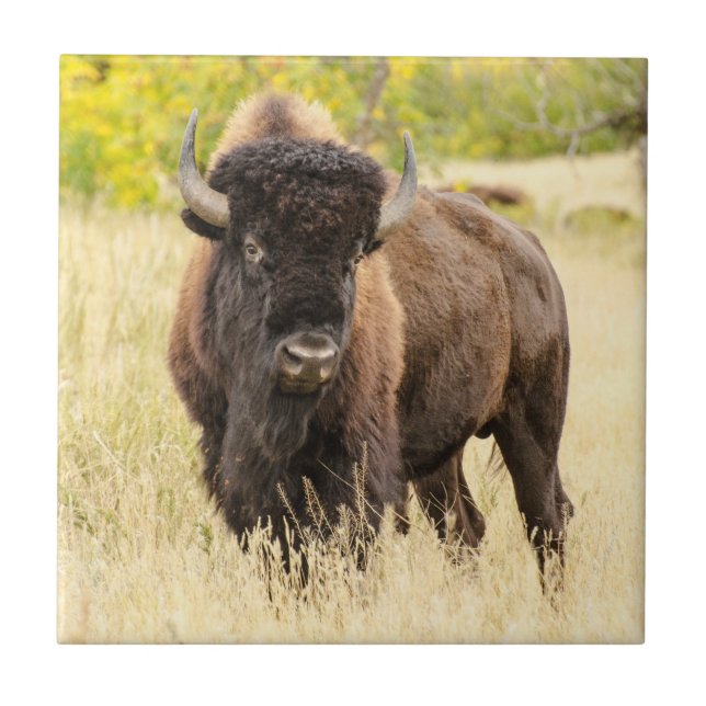 Carreau Buffalo sauvage dans un domaine (Devant)