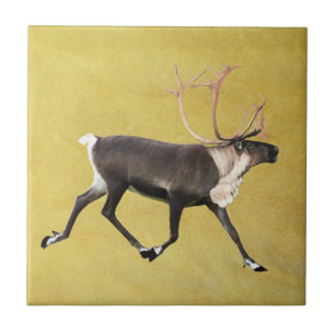 Carreau Bull Caribou