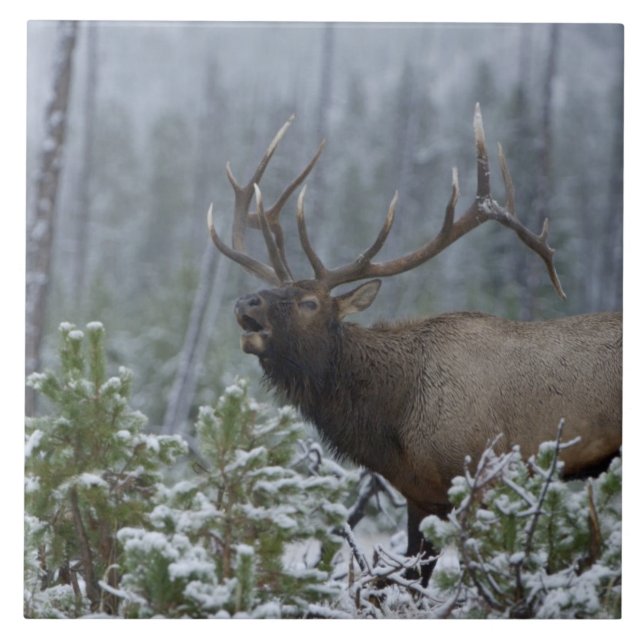 Carreau Bull Elk dans l'appel de neige, bourdonnement, Yel (Devant)