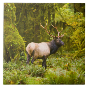 Carreau Bull Roosevelt Elk Debout Dans Le Pré
