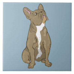 Carreau bulldog français Brown et blanc