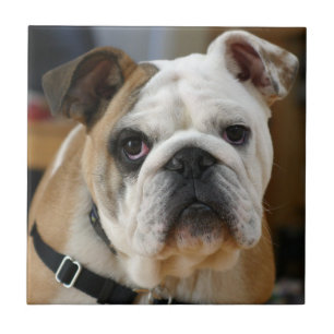 Carreau Bulldog.png
