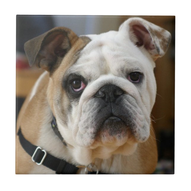 Carreau Bulldog.png (Devant)