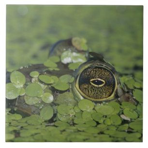 Carreau Bullfrog, Rana catesbeiana, adulte en algue