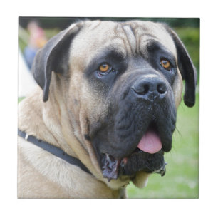 Carreau Bullmastiff