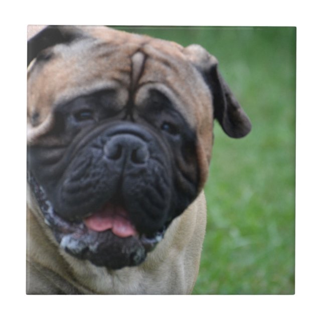 Carreau Bullmastiff mignon (Devant)