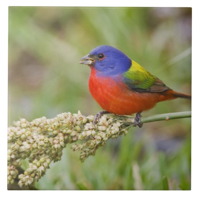 Carreau Bunting peint (ciris passeriens) alimentation mâle (Devant)