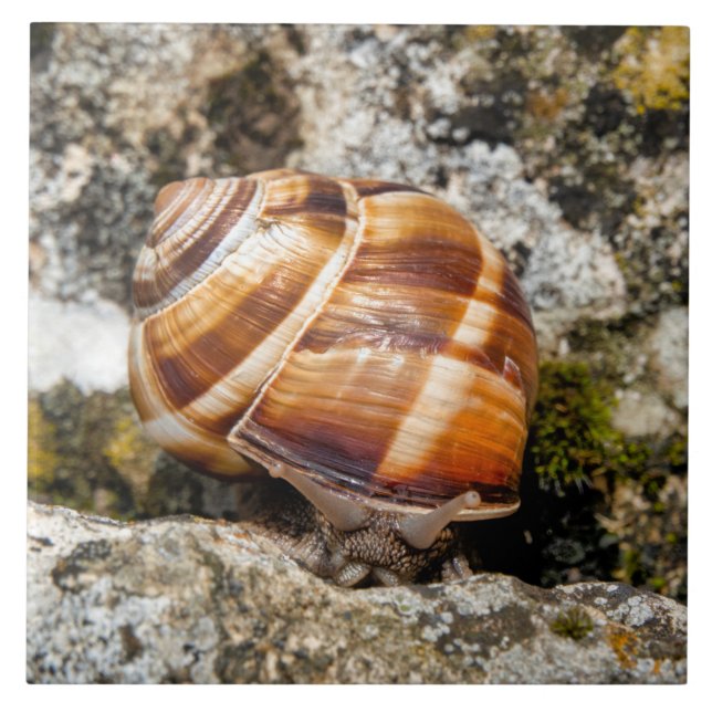 Carreau Burgundy snail (Devant)
