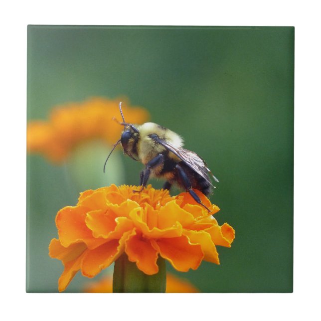 Carreau Busy Bee (Devant)