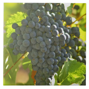 Carreau Cabernet Sauvignon grappe de raisins dans le châte