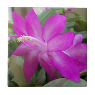 Carreau Cactus de Noël rose