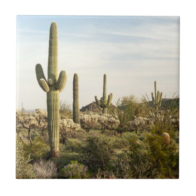 Carreau Cactus de Saguaro, Arizona, Etats-Unis (Devant)